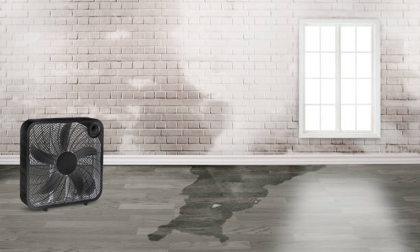Best Ceiling water damage repair  in Iowa, LA