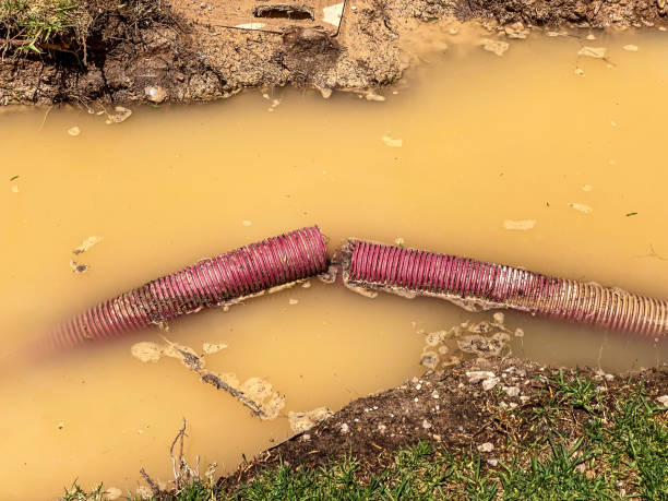 Best Professional water damage repair  in Iowa, LA